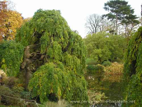 Sophora du Japon pleureur