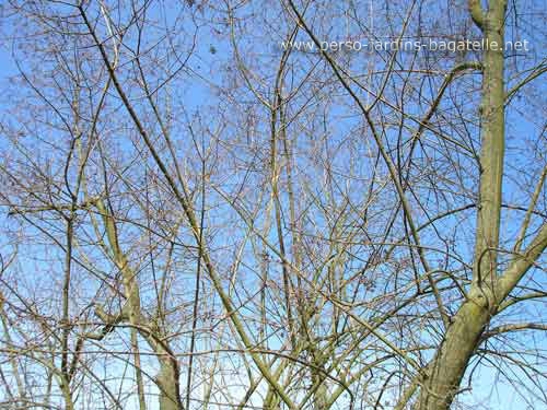 Branches du Troène de Chine 