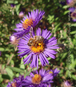 aster violet et abeille