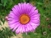 Aster