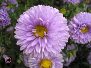 Aster novi-belgii