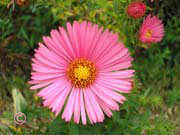 Aster novae-angliae