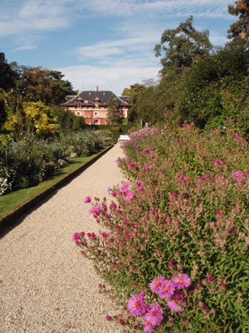 Asters dans le jardin des présentateurs, coté des anciennes écuries