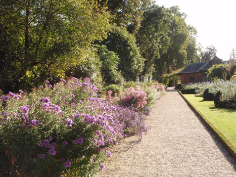 Asters dans le jardin des présentateurs, coté de la maison  du chef jardiner