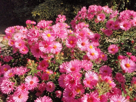 Asters rose