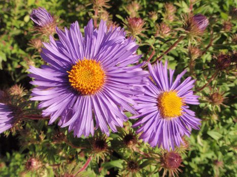 aster mauve