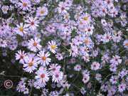 Asters