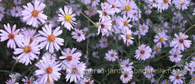 Asters violts