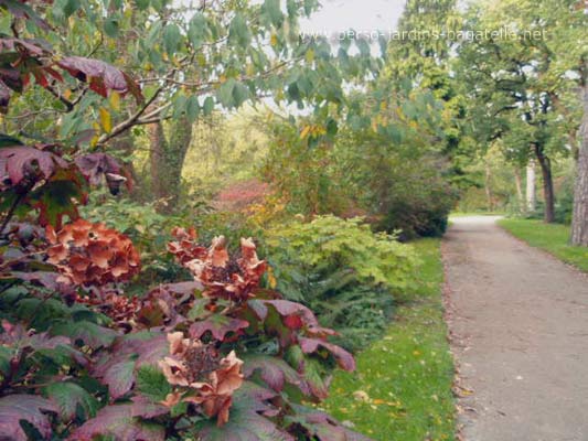 rougissement des feuilles