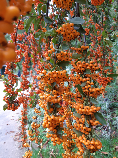 golden fruits