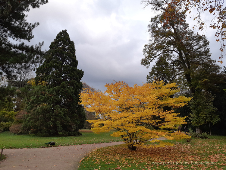 Arbre doré