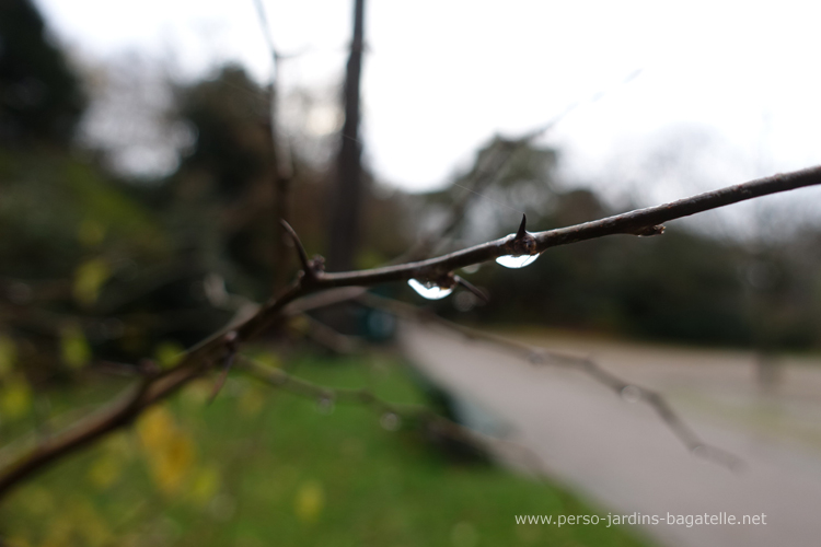 gouttes d'eau