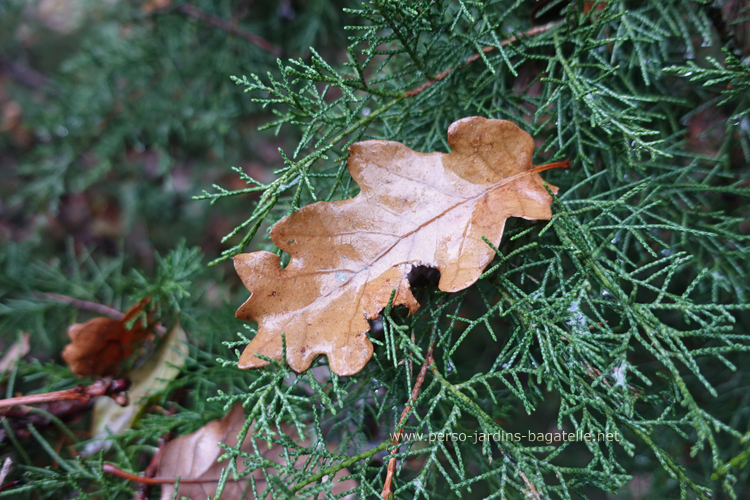 oak leaf on a pine tree