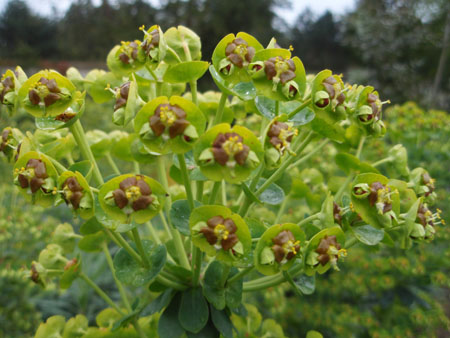 Fleurs d'avril