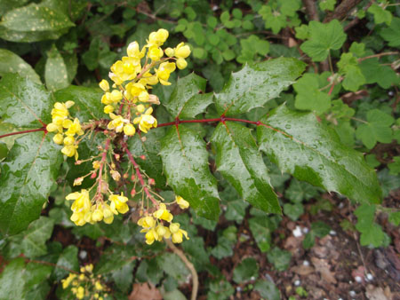 Fleurs d'avril