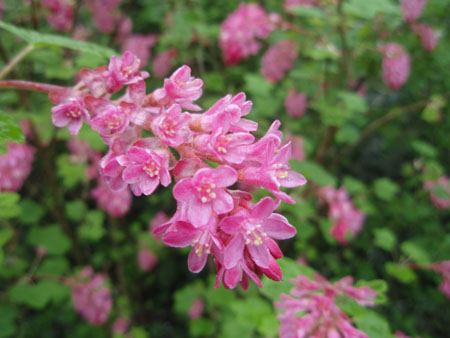 Fleurs d'avril