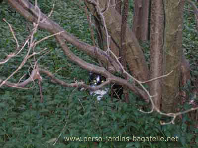 Chat planqué