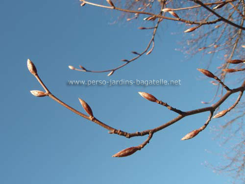 Bourgeons sur fond de ciel bleu