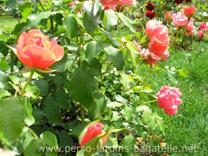 Concours 2007, Certificat, buissons à fleurs groupées