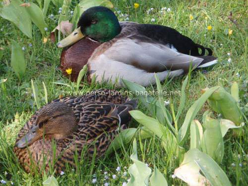 couple de canard au repos