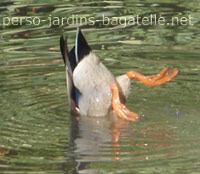 canard le derrière en l'air dans l'eau près du rocher