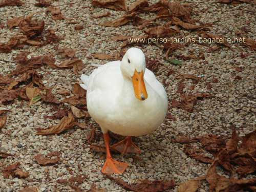 Beau canard blanc