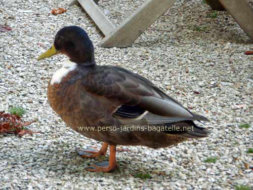 Beau canard brun à plastron blanc