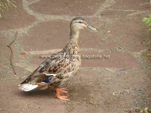 canard très mignon