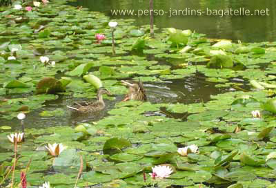 Canards dans les nnuphars