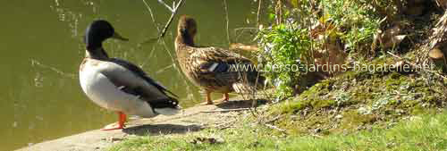 1 canard et 1 cane