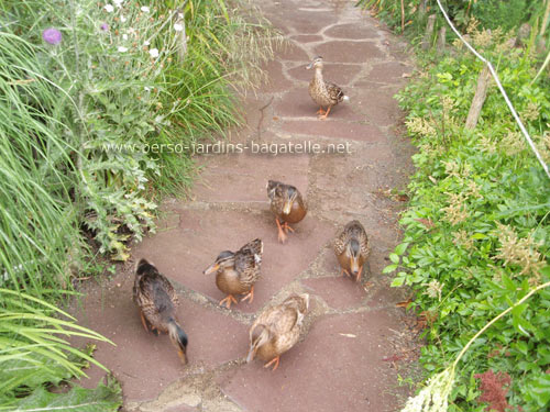 Bande de jeunes canards