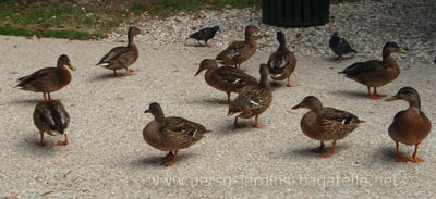 Canards