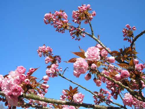 Cerisier en fleurs