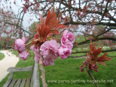 fleurs de cerisier, détail