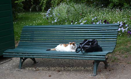 chat au sac