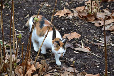 Chat zébré