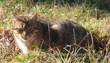 chat tigré beige clair au plastron blanc