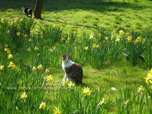 3 chats dans les narcisses (2007)