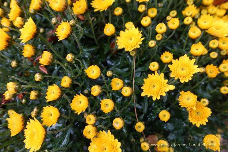 chrysanthèmes jaunes