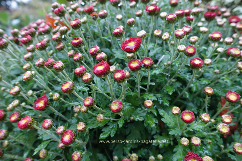 chrysanthèmes rouges en boutons.