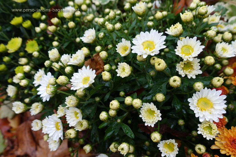 chrysanthèmes blancs