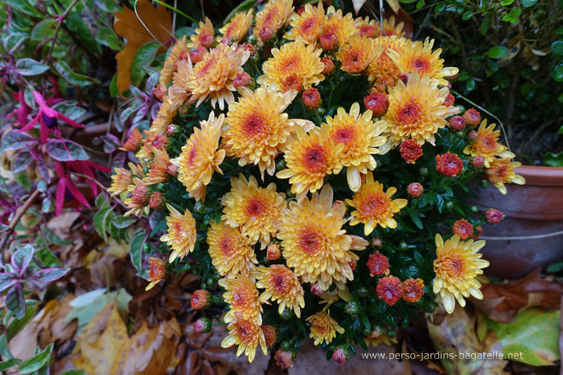 chrysanthèmes oranges, à coeur rouge.