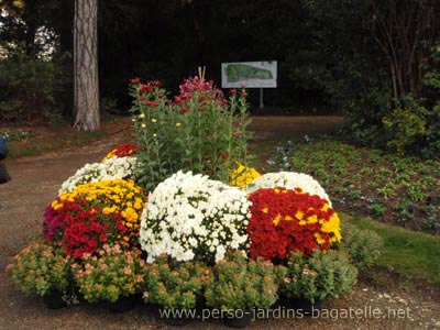 chrysanthèmes à l'entrée 