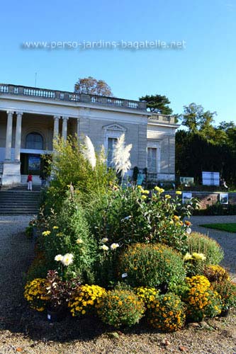 parterre de chrysanthèmes