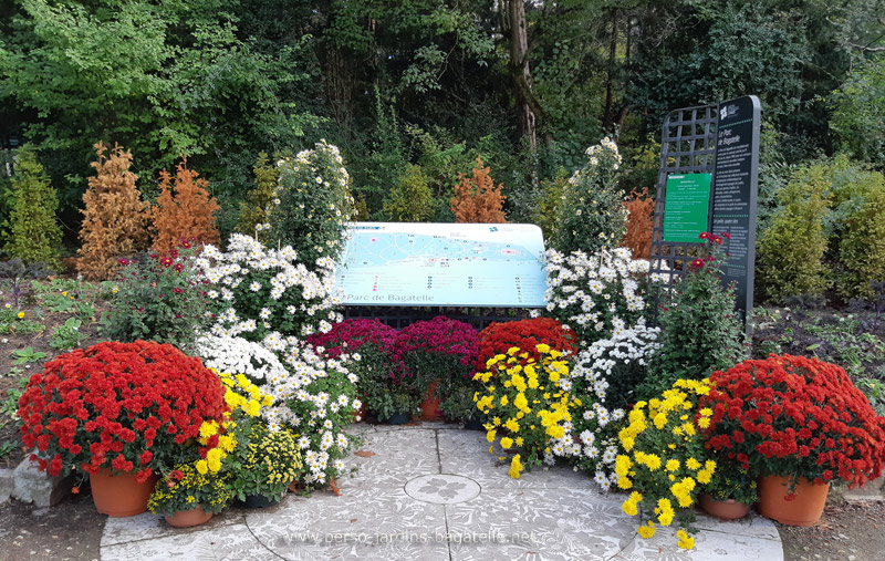 Massif de chrysanthèmes à l'entrée côté grille de Sèvres