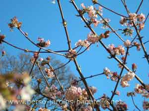 Ciel bleu bleu bleu! et arbres en fleurs