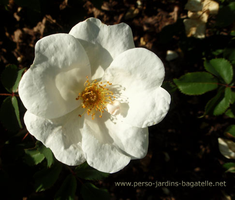 N°9, White Knock Out (R), Catégorie: Buisson à Fleurs Groupées, Création : Radler, Présentation: Meilland International