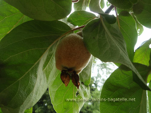 Coing sur l'arbre