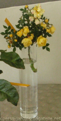 Fleurs du Certificat catgorie couvre-sol: N201 Clear Cover  
