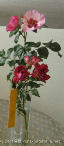 1er Prix du Concours de Roses de Paysages: N21 Moraya Rouge